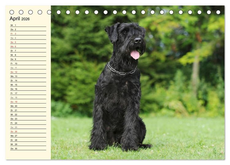 Produktbild: Treuer Freund Riesenschnauzer (Tischkalender 2026 DIN A5 quer), CALVENDO Monatskalender