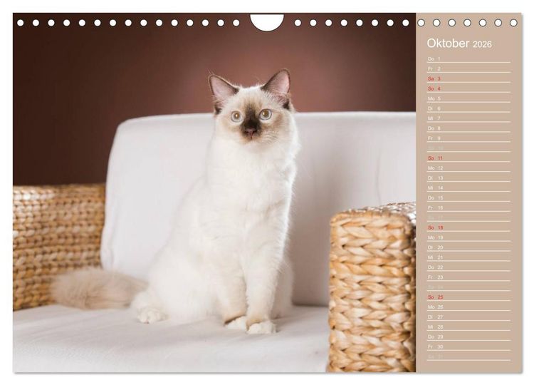 Produktbild: Zauberhafte Ragdolls / Geburtstagskalender (Wandkalender 2026 DIN A4 quer), CALVENDO Monatskalender