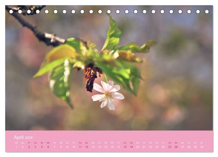 Produktbild: Zarte Kirschbl&uuml;ten - Berauschende Gedankend&uuml;fte (Tischkalender 2026 DIN A5 quer), CALVENDO Monatskalender