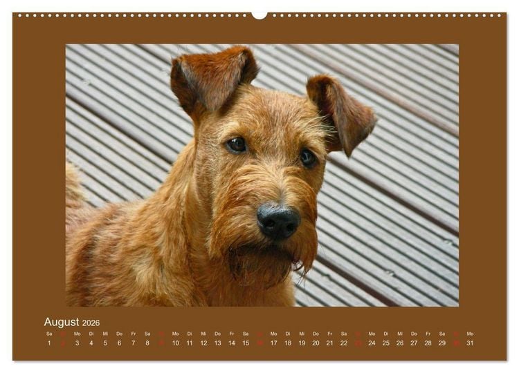 Produktbild: Kelly, der Irish Terrier - innen und au&szlig;en aus Gold (hochwertiger Premium Wandkalender 2026 DIN A2 quer), Kunstdruck in Hochglanz
