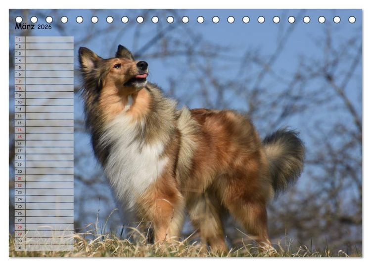 Produktbild: Highland Hawk Fame - Ein Collie begleitet durch das Jahr (Tischkalender 2026 DIN A5 quer), CALVENDO Monatskalender