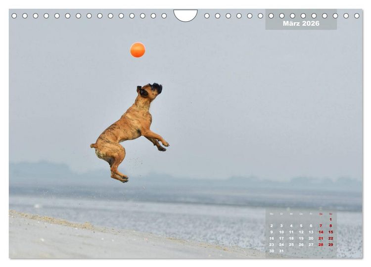 Produktbild: Typisch Boxer (Wandkalender 2026 DIN A4 quer), CALVENDO Monatskalender