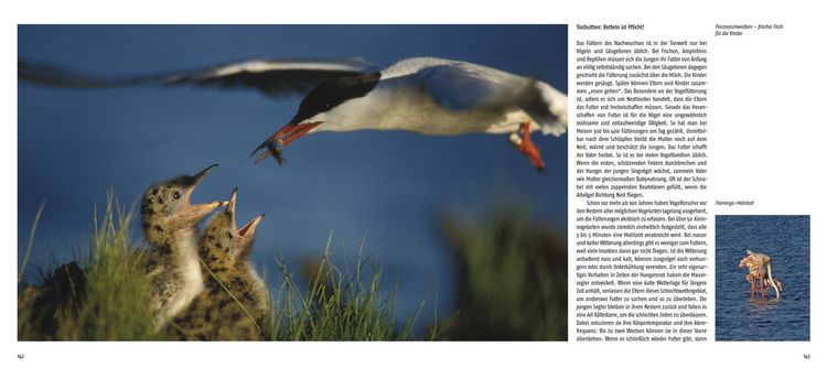 Produktbild: Die Liebe der V&ouml;gel
