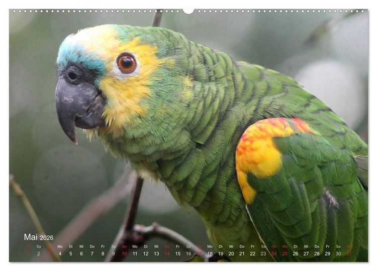 Produktbild: Blaustirnamazonen - Papageien in Paraguay (Wandkalender 2026 DIN A2 quer), CALVENDO Monatskalender