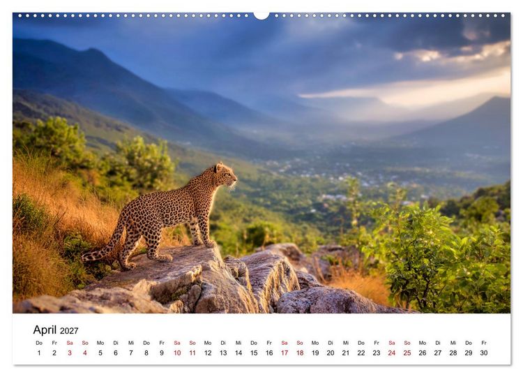 Produktbild: Gefleckte Schatten - Im Bann der Leoparden (Wandkalender 2027 DIN A2 quer), CALVENDO Monatskalender