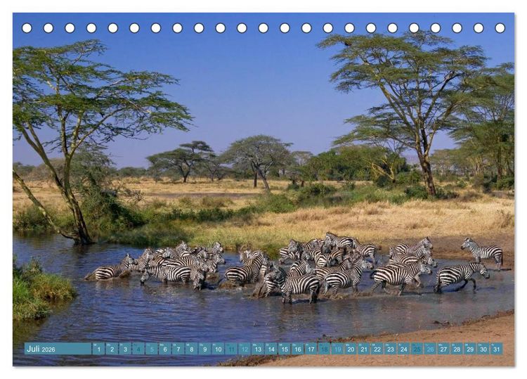 Produktbild: Afrikas Tierwelt: Zebras (Tischkalender 2026 DIN A5 quer), CALVENDO Monatskalender