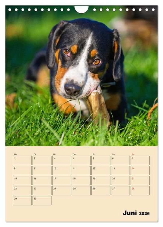 Produktbild: Jahresplaner Entlebucher Sennenhund (Wandkalender 2026 DIN A4 hoch), CALVENDO Monatskalender