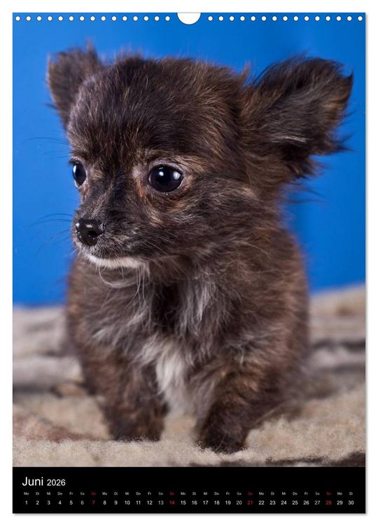 Produktbild: Chihuahua Welpen (Wandkalender 2026 DIN A3 hoch), CALVENDO Monatskalender