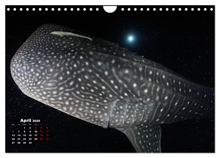 Produktbild: Magical Underwater World (Wall Calendar 2026 DIN A4 landscape), CALVENDO 12 Month Wall Calendar