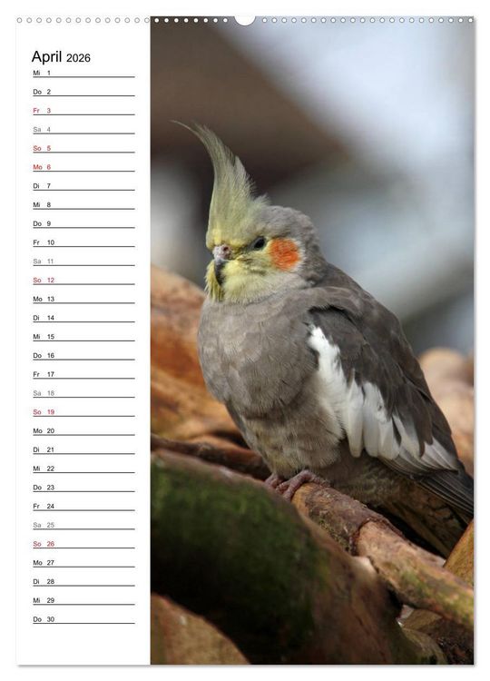 Produktbild: Der Nymphensittich-Terminplaner (hochwertiger Premium Wandkalender 2026 DIN A2 hoch), Kunstdruck in Hochglanz