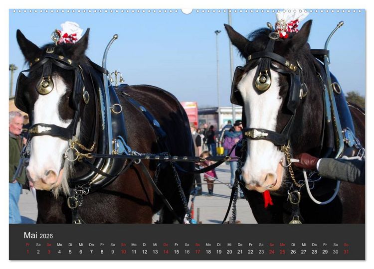 Produktbild: Shire Horse &bull; Prunkvolle Giganten (hochwertiger Premium Wandkalender 2026 DIN A2 quer), Kunstdruck in Hochglanz
