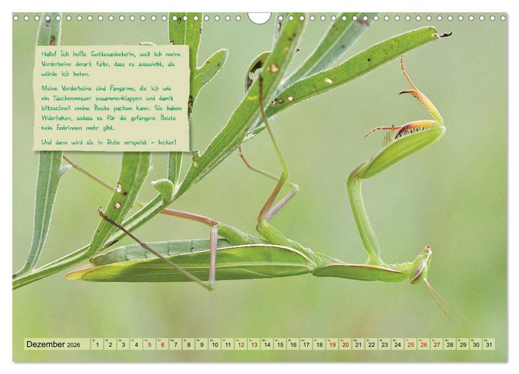 Produktbild: GEOclick Lernkalender: Insekten (Wandkalender 2026 DIN A3 quer), CALVENDO Monatskalender