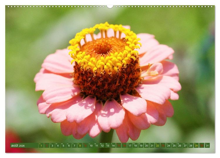 Produktbild: La beaut&eacute; des fleurs (Calendrier mural 2026 DIN A2 vertical), CALVENDO calendrier mensuel