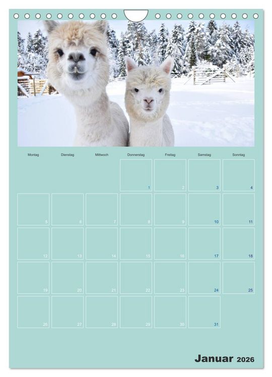 Produktbild: Alpakas zum Verlieben (Wandkalender 2026 DIN A4 hoch), CALVENDO Monatskalender