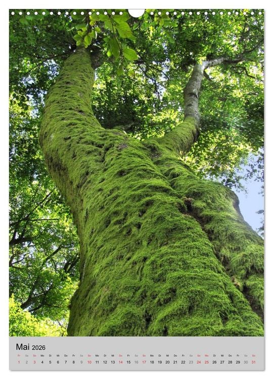 Produktbild: Faszination Baum (Wandkalender 2026 DIN A3 hoch), CALVENDO Monatskalender