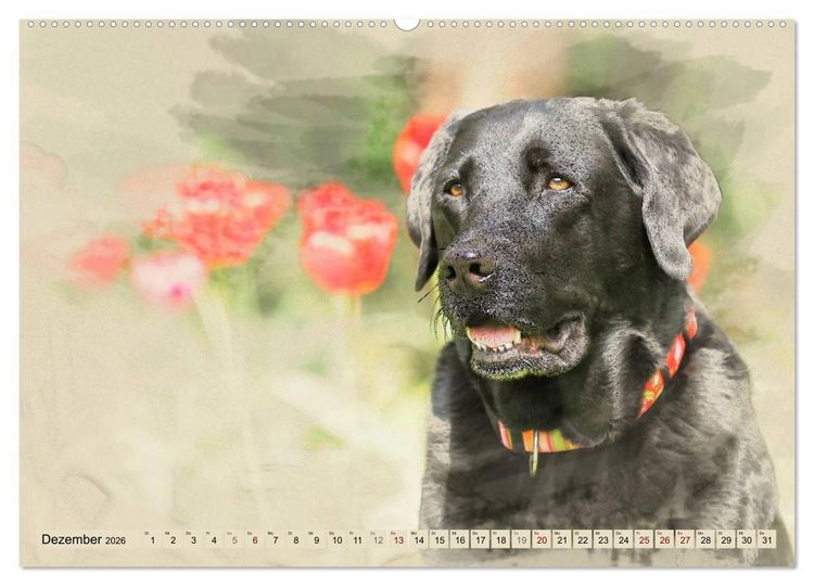 Produktbild: Labrador Retriever 2026 (Wandkalender 2026 DIN A2 quer), CALVENDO Monatskalender