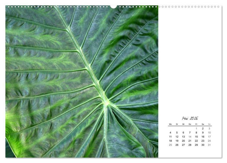 Produktbild: Blattkunst (hochwertiger Premium Wandkalender 2026 DIN A2 quer), Kunstdruck in Hochglanz
