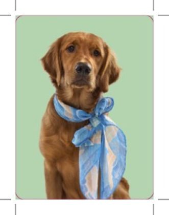 Produktbild: Ziehst du dich an wie dein Hund?