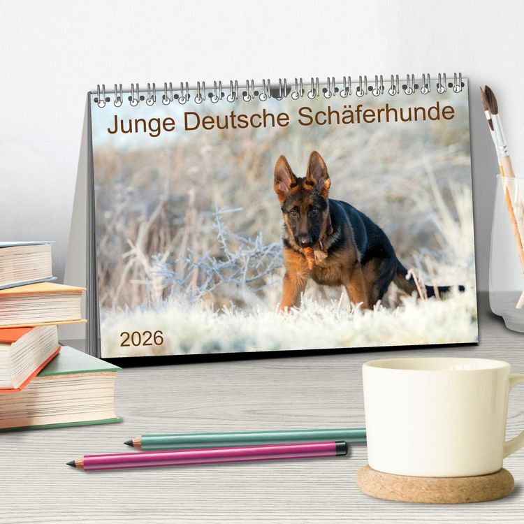 Produktbild: Junge Deutsche Sch&auml;ferhunde (Tischkalender 2026 DIN A5 quer), CALVENDO Monatskalender
