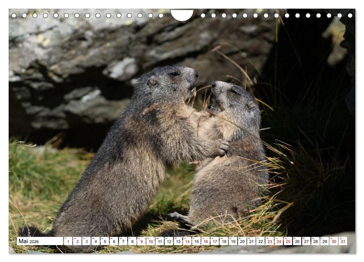 Produktbild: Unterwegs in den Hochalpen - Das Alpenmurmeltier im Herbst (Wandkalender 2026 DIN A4 quer), CALVENDO Monatskalender