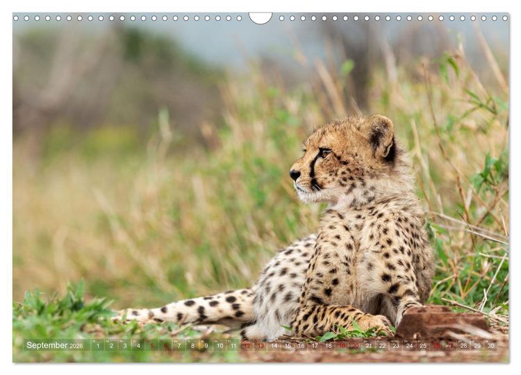 Produktbild: S&uuml;dafrika wunderbare Tierwelt (Wandkalender 2026 DIN A3 quer), CALVENDO Monatskalender