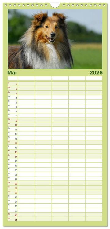 Produktbild: Familienplaner 2026 - Sheltie 2026 mit 5 Spalten (Wandkalender, 21 x 45 cm) CALVENDO