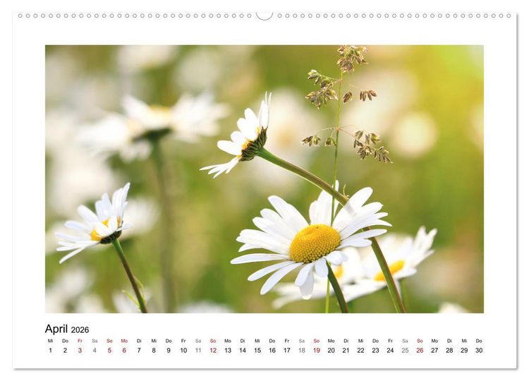 Produktbild: Mein Sehnsuchtsort, die Blumenwiese (Wandkalender 2026 DIN A2 quer), CALVENDO Monatskalender