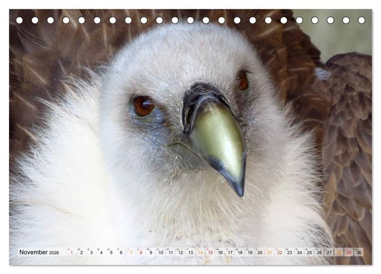 Produktbild: Majest&auml;tische Greifv&ouml;gel (Tischkalender 2026 DIN A5 quer), CALVENDO Monatskalender