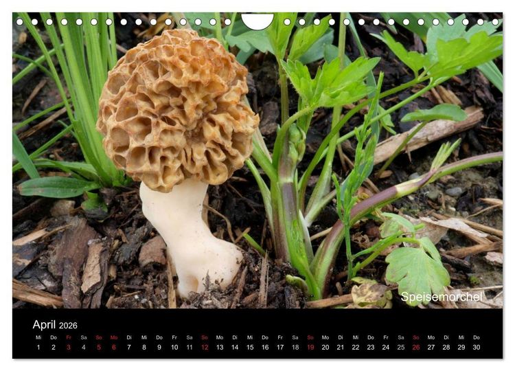 Produktbild: Pilzkalender (Wandkalender 2026 DIN A4 quer), CALVENDO Monatskalender
