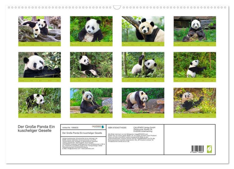 Produktbild: Der Gro&szlig;e Panda Ein kuscheliger Geselle (Wandkalender 2026 DIN A2 quer), CALVENDO Monatskalender