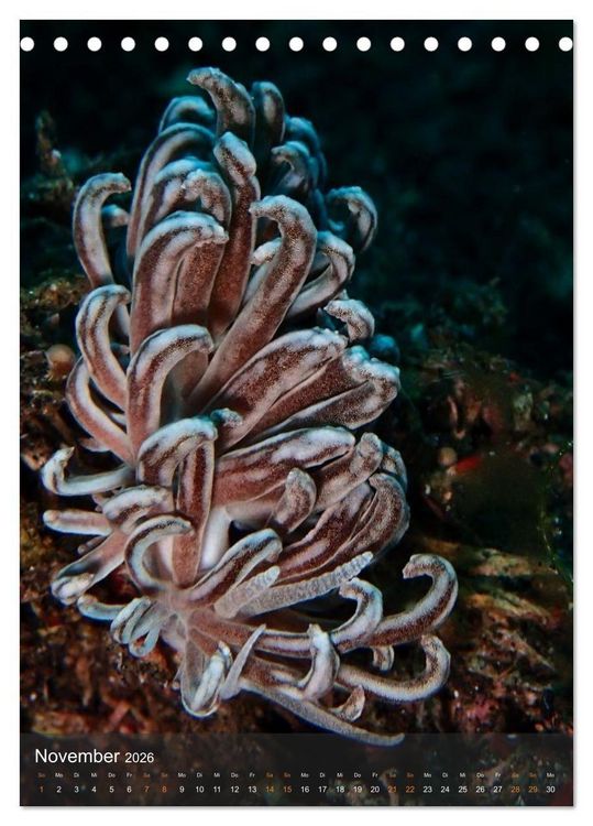 Produktbild: Nudibranches Meeresnacktschnecken aus Nord-Sulawesi (Tischkalender 2026 DIN A5 hoch), CALVENDO Monatskalender