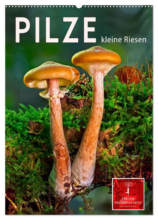 Produktbild: Pilze - kleine Riesen (Wandkalender 2026 DIN A2 hoch), CALVENDO Monatskalender