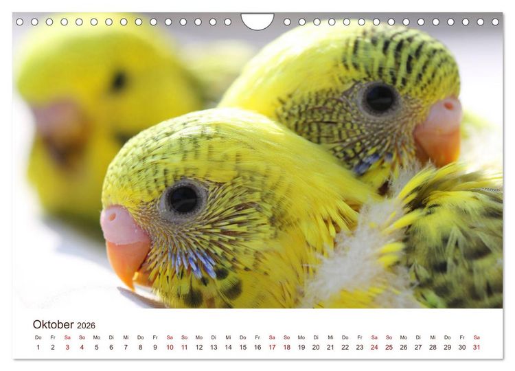 Produktbild: Wellensittiche - der NEUE Kalender (Wandkalender 2026 DIN A4 quer), CALVENDO Monatskalender