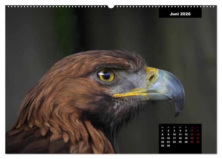 Produktbild: Greifv&ouml;gel - Herrscher der L&uuml;fte (hochwertiger Premium Wandkalender 2026 DIN A2 quer), Kunstdruck in Hochglanz