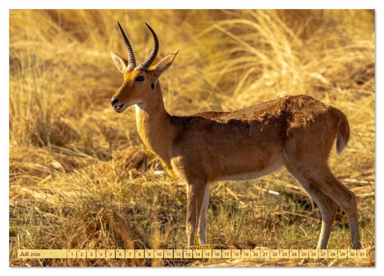 Produktbild: Das Okavango-Delta - Naturwunder im Herzen Afrikas (Tischkalender 2026 DIN A5 quer), CALVENDO Monatskalender