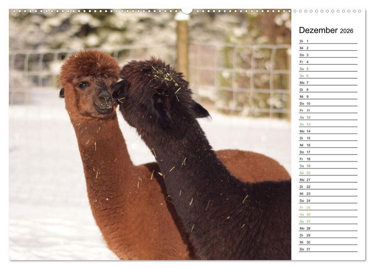 Produktbild: Alpakas im Paradies (Wandkalender 2026 DIN A2 quer), CALVENDO Monatskalender
