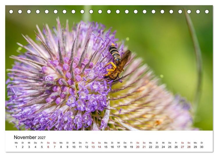 Produktbild: Bunter Nektarrausch - Nektarsammler in leuchtenden Farben (Tischkalender 2027 DIN A5 quer), CALVENDO Monatskalender