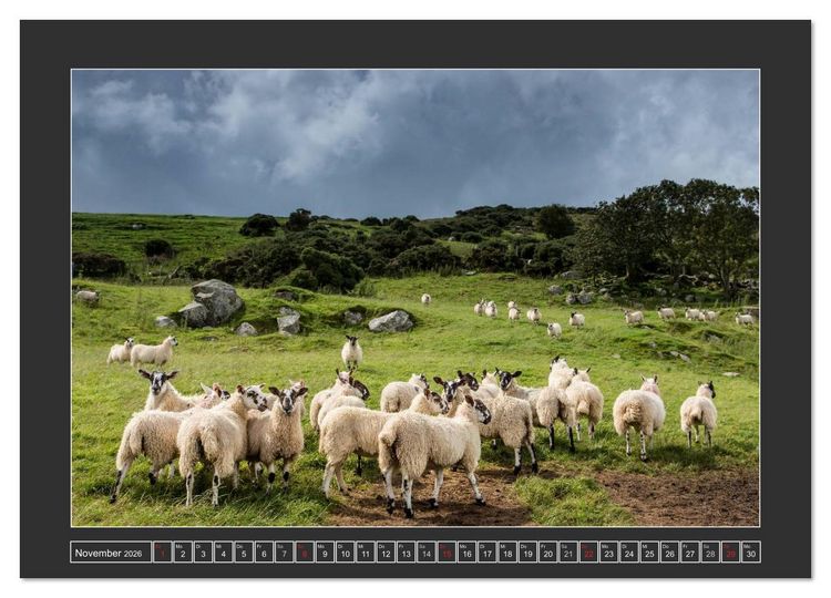 Produktbild: IRLAND - Insel der gl&uuml;cklichen Schafe (Wandkalender 2026 DIN A3 quer), CALVENDO Monatskalender