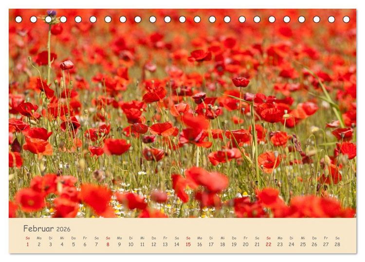 Produktbild: Mohnblumen - rote Sch&ouml;nheiten (Tischkalender 2026 DIN A5 quer), CALVENDO Monatskalender