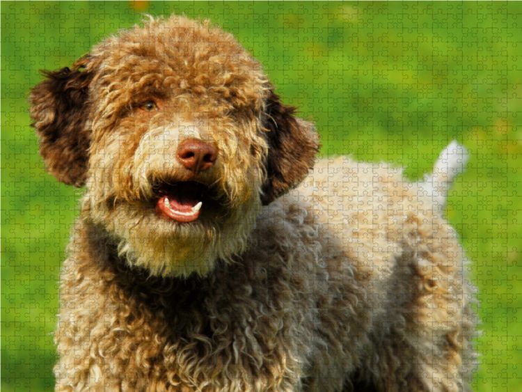 Produktbild: CALVENDO Puzzle Lagotto Romagnolo - Italienischer Tr&uuml;ffelhund - R&uuml;denportr&auml;t | 1000 Teile Lege-Gr&ouml;&szlig;e 64x48cm Foto-Puzzle f&uuml;r gl&uuml;ckliche Stunden