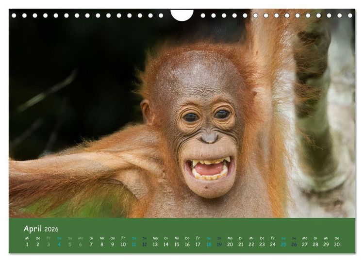 Produktbild: Orang Utans - Indonesien (Wandkalender 2026 DIN A4 quer), CALVENDO Monatskalender
