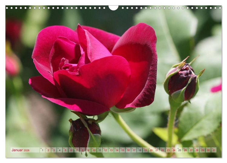 Produktbild: Stolze Rosen (Wandkalender 2026 DIN A3 quer), CALVENDO Monatskalender