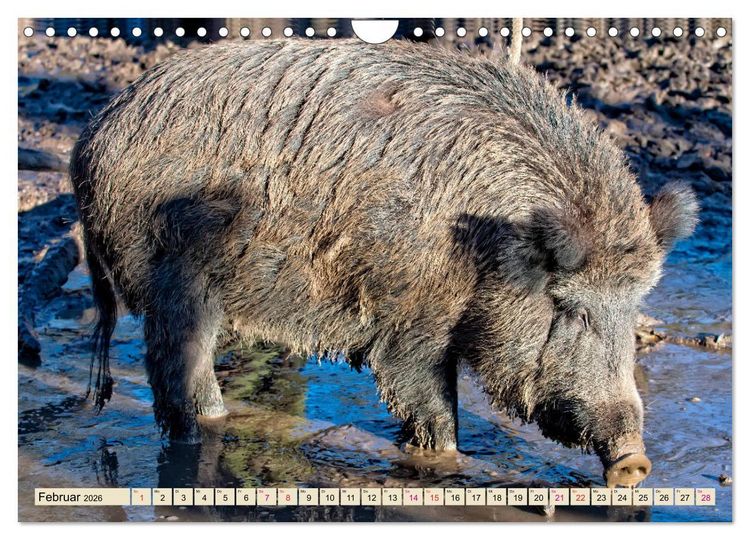 Produktbild: Unverwechselbar - Wildschwein (Wandkalender 2026 DIN A4 quer), CALVENDO Monatskalender