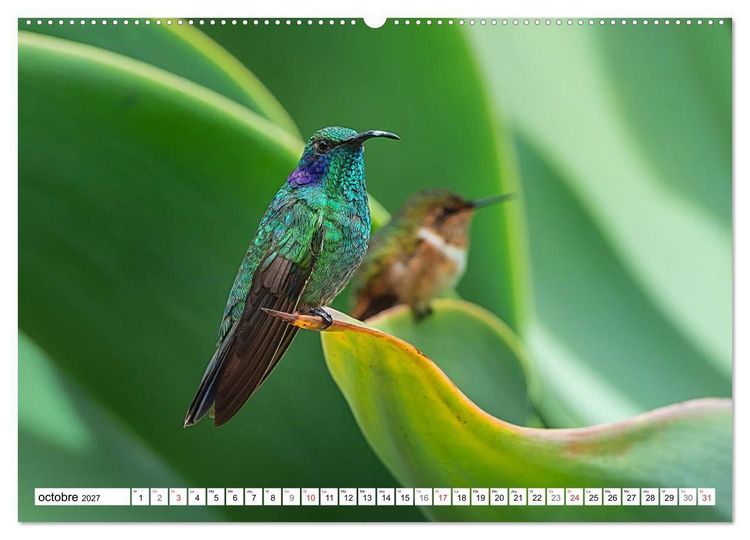 Produktbild: Colibris - pierres pr&eacute;cieuses volantes (Calendrier mural haut de gamme 2027 DIN A2 vertical), CALVENDO calendrier mensuel