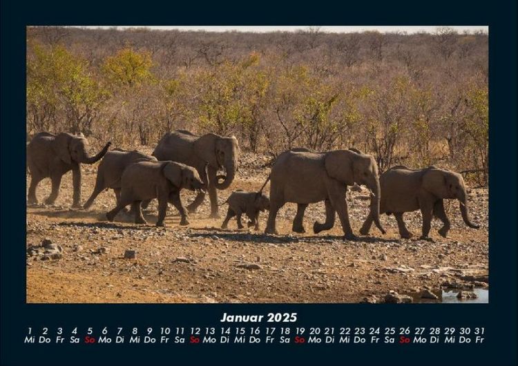 Produktbild: Der Elefantenkalender 2025 Fotokalender DIN A4