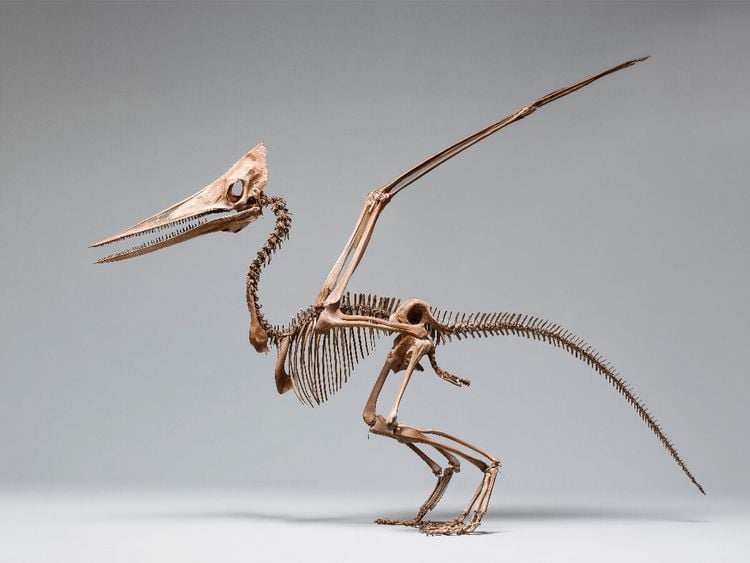 Produktbild: CALVENDO Puzzle Pteranodon-Skelett mit Fl&uuml;gelspannweite und Kammprofil | 1000 Teile Lege-Gr&ouml;&szlig;e 64x48cm Foto-Puzzle f&uuml;r gl&uuml;ckliche Stunden