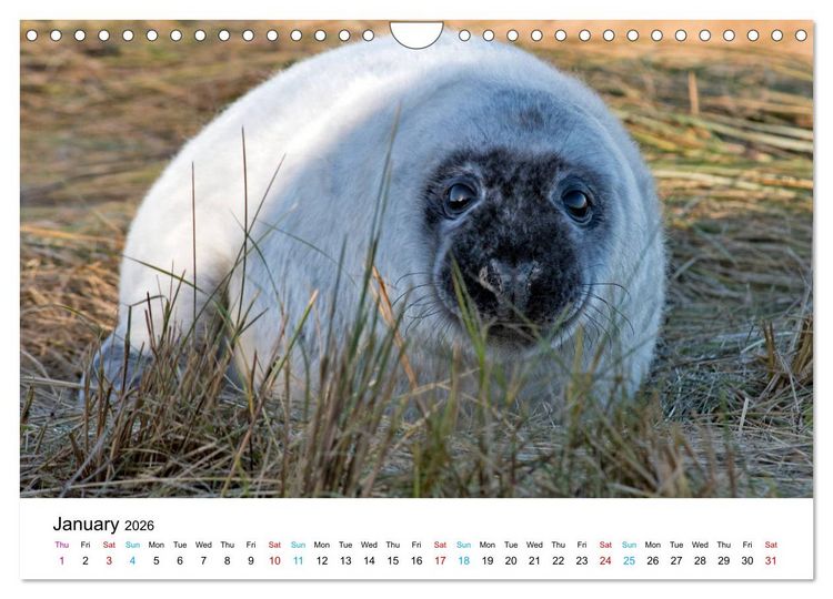 Produktbild: Grey Seal Pups of Donna Nook (Wall Calendar 2026 DIN A4 landscape), CALVENDO 12 Month Wall Calendar