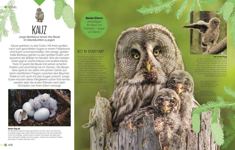 Produktbild: Tierkinder der Wildnis
