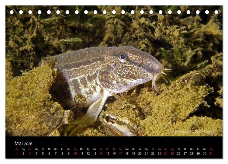 Produktbild: Tauchrevier Deutschland (Tischkalender 2026 DIN A5 quer), CALVENDO Monatskalender