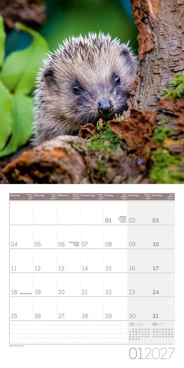 Produktbild: Igel Kalender 2027 - 30x30 - Art12